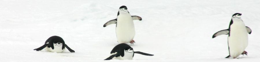 Penguins